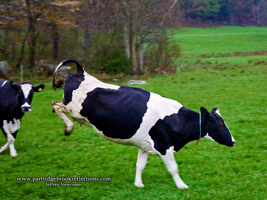 Adaptations - Holstein cows